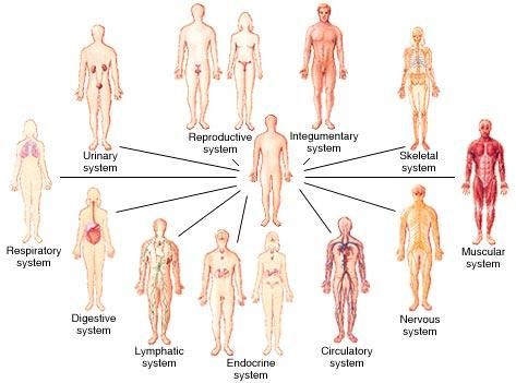 11 Body Systems Quiz Human Body Organ System, Human Body Organs, Integumentary System, Body Diagram, Endocannabinoid System, Muscular System, Organ System, Human Body Systems, Human Anatomy And Physiology