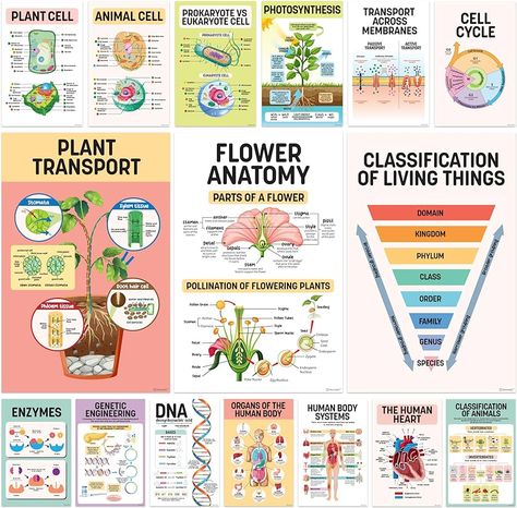 Amazon.com: 16 Science Posters for Classroom Middle School - 11x17in Biology Posters for High School Classroom, Science Classroom Decor, Middle School Science Poster, Science Decor, Biology Classroom Decor : Office Products How To Make A Poster For School Project, Biochemistry Poster, High School Biology Classroom Decor, Science Poster Making Ideas, Science Posters For Classroom, Agriculture Classroom Decorations, Biology Classroom Decor, Biology Classroom Decorations, Middle School Science Classroom Decor