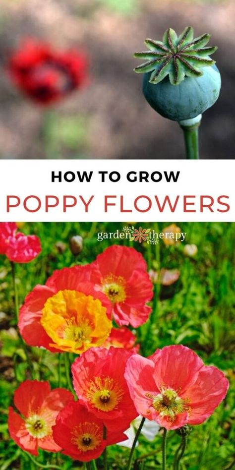 Learn how to grow poppy flowers from seed and care for them. In return, you'll have an impressive display of colour in your garden year after year. #gardentherapy #poppies #poppy #poppyflower #gardentips Grow Poppies From Seed, How To Plant Poppy Seeds, When To Plant Poppy Seeds, Poppies In Garden, How To Grow Poppies, Poppy Garden Ideas, Planters Idea, Poppy Flower Garden, Planting Poppy Seeds