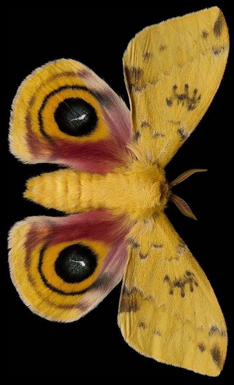 Yellow Moth Tattoo, Cool Pictures To Draw, Moth Species, Colorful Moths, Beautiful Butterfly Photography, Color Me Mine, Insect Photography, Butterfly Species, Animal Reference