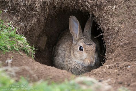 Rabbit Burrow, Toys For Rabbits, Wild Rabbits, Rabbit Jumping, Rabbit Hide, Agility Training For Dogs, Wild Rabbit, Watership Down, White Rabbits