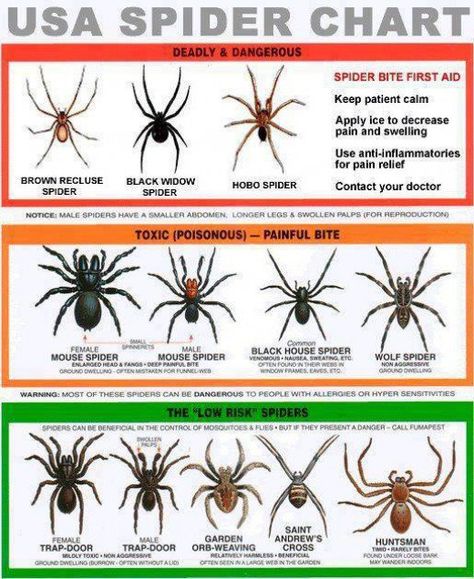 Here is a great spider information chart that you can download and use to identify spiders with. Remember some people are allergic to spiders and spider bites. Black House Spider, Spider Chart, Spider Identification, Hobo Spider, Dangerous Spiders, Poisonous Spiders, Recluse Spider, Brown Recluse Spider, Get Rid Of Spiders