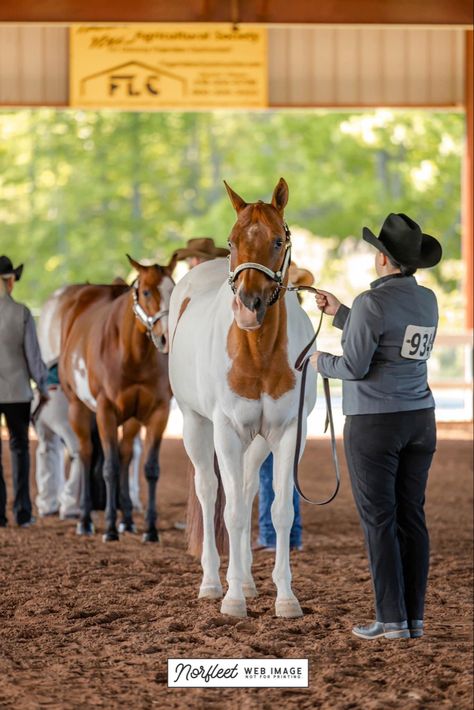 Yearling Horse, Horse Coats, Dressage Horses, Web Images, Horse Photos, Pretty Horses, Dressage, Print Images, Horses