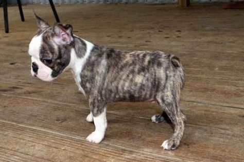 Brindle Boston Terrier, Red Boston Terriers, Baby Boston Terriers, English Terrier, Boston Terrier Funny, Boston Terrier Love, Terrier Breeds, Boston Terrier Puppy, Boston Terrier Dog