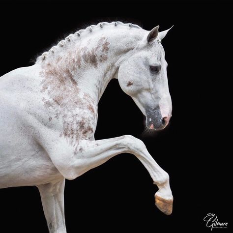 Clysdale Horses, Horse Reference, Beautiful Horses Photography, Elegant Horse, Horse Profile, Cutee Animals, Horse Anatomy, Horse Inspiration, Andalusian Horse