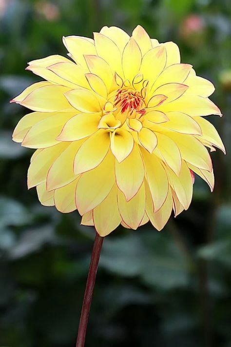 Dahlia Pinnata Dahlias Garden, Unusual Flowers, Dahlia Flower, Beautiful Flower Arrangements, Yellow Flower, Exotic Flowers, Flower Beauty, Beautiful Blooms, Flowers Nature