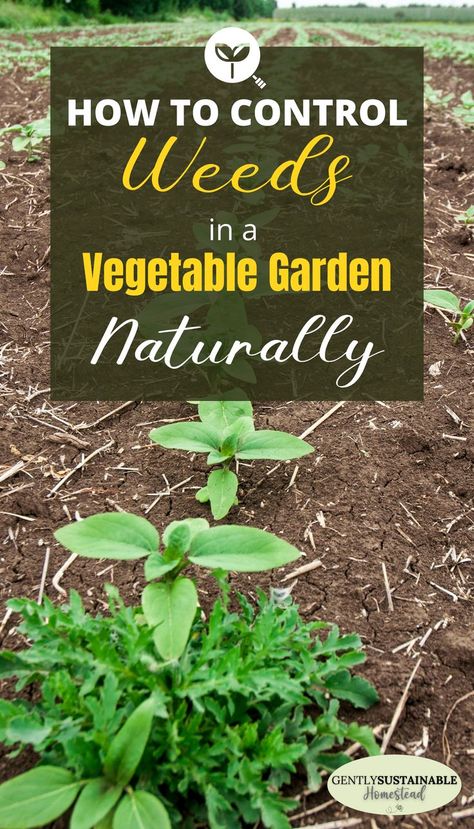 Cover Crops, Garden Weeds, Garden Design Layout, Garden Help, Veg Garden, Organic Gardening Tips, Wood Chips, Gardening Advice, Fruit Garden