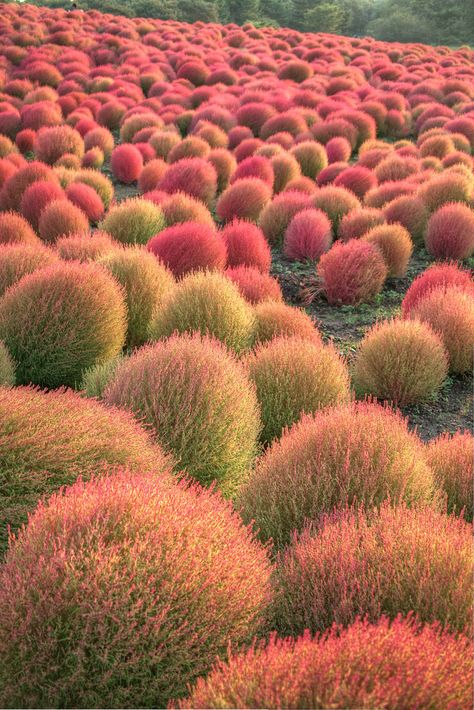 Hitachi Seaside Park, Planting Combinations, Rock Landscape, Seaside Park, Dream Farm, Landscape Inspiration, Drought Tolerant Landscape, Landscaping Inspiration, Grasses Garden