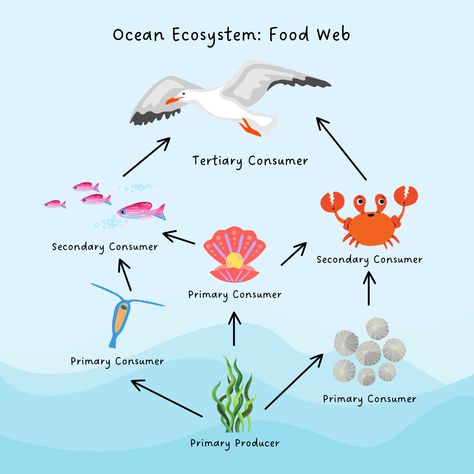 In Biology we've been studying ecosystems. Students could pick any ecosystem they wanted to create a representative food web- with all trophic levels and feeding mechanisms labeled! Hanah got super creative with her project and created a very artsy food web for an ocean ecosystem! Food Web Projects Ideas, Ecosystem Drawing Ideas, Ocean Ecosystem Project, Food Webs Projects, Food Chain Diagram, Photosynthesis Projects, Ecosystem Project, Ocean Food Web, Ecosystems Projects