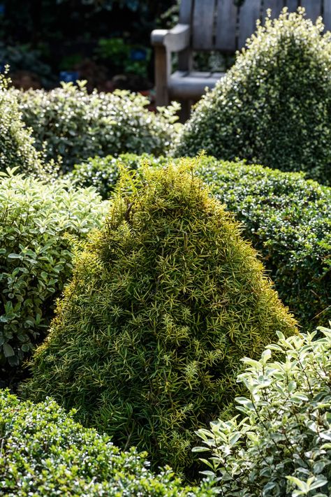 Forget Ilex crenata: this is the best alternative to box - Gardens Illustrated Ilex Crenata Sky Pencil, Carex Tumulicola, Carex Oshimensis Evergold, Ilex Crenata Bonsai, Box Gardens, Ilex Aquifolium, Ilex Crenata, Cloud Pruning, Gardens Illustrated