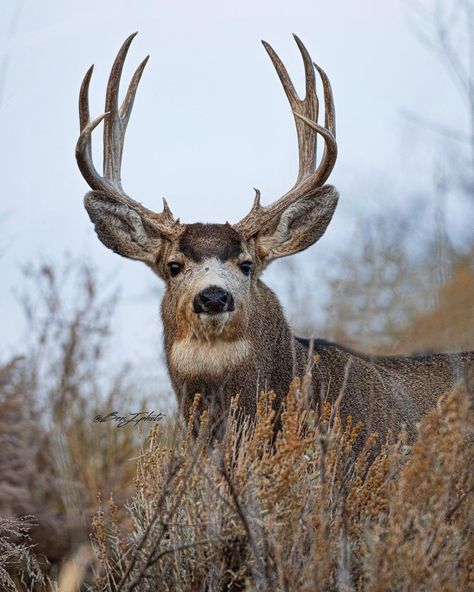 Buck Deer Photography, Whitetail Buck Photography, Balance Yin Yang, Mule Deer Buck, Big Deer Whitetail Bucks, Whitetail Deer Reference Photos, Getting High, Big Deer, Deer Buck