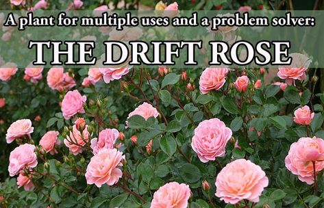 By Richard Flowers, ACCNP Green Thumb Nursery- Ventura A plant for multiple uses and a problem solver:  The Drift ® Rose Do you want a plant that can be used as a ground cover for erosion control on a slope?  What about something that can be integrated with almost any type of planting and look [...] Ground Cover Roses Perennials, Red Drift Roses Landscape, Drift Roses Front Yards, Drift Roses Landscape, Drift Roses Landscape Ideas, Rose Ground Cover, Types Of Rose Bushes, Groundcover Roses, Austin Garden