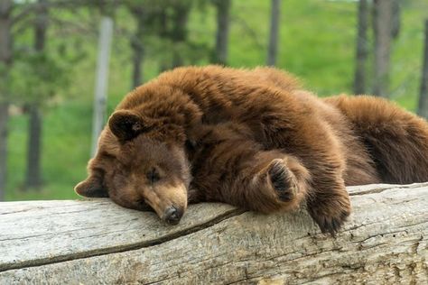 Photo Ours, Bear Safety, Cinnamon Bears, Bear Pictures, Love Bear, Bear Hug, Big Bear, Grizzly Bear, Wildlife Animals