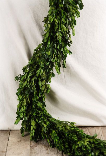 Natural Preserved Boxwood Garland 45in Tablescape Design, Bouquet Succulent, Boxwood Garland, Window Inspiration, Preserved Boxwood, Garden Apartment, Gothic Christmas, Front Gate, Artificial Boxwood