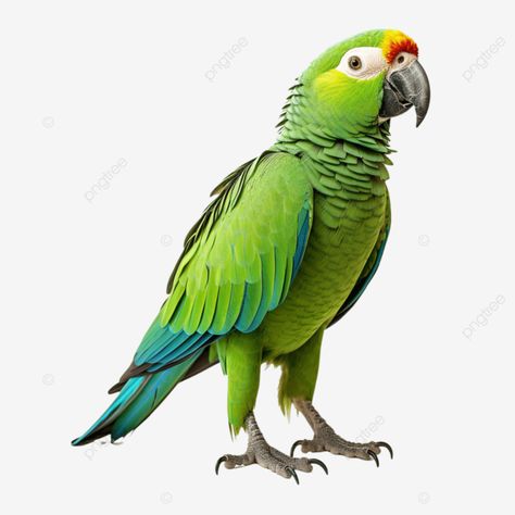 amazon parrot full body bird full body beautiful bird pet png Parrot Images, Parrot Pictures, Parrot Png, Islamic Image, Bird Pet, Bird Png, Amazon Parrot, Beautiful Angels, Angels Pictures