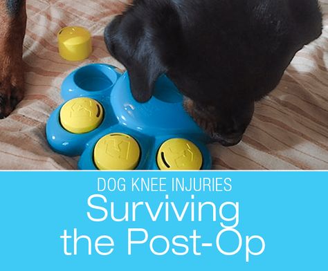 Surviving The Post-Op: After Your Dog's ACL/CCL Surgery Acl Surgery Recovery For Dogs, Dog Recovery From Surgery, Dog Acl Surgery Recovery, Tplo Recovery Dogs, Torn Acl In Dogs, Dog Physical Therapy, Acl Surgery Recovery, Meniscus Surgery, Acl Rehab