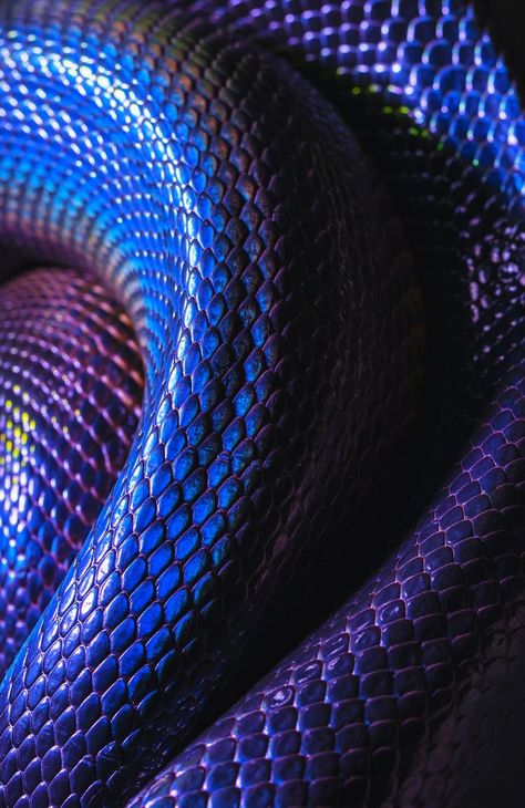 Occamy Aesthetic, Blue Snake Aesthetic, Purple Snake Aesthetic, Evelynn Aesthetic, Snake Aesthetic, Snake Texture, Snake Scales, Purple Snake, Iphone Wallpaper Video