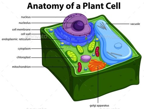 Diagram Showing Anatomy of Plant Cell #Showing, #Diagram, #Anatomy, #Cell Plant Cell Drawing, Plant Cell Parts, Plant Cell Labeled, 3d Plant Cell, Plant Cell Diagram, Plant Cell Structure, Bio Notes, Cell Diagram, Cell Games