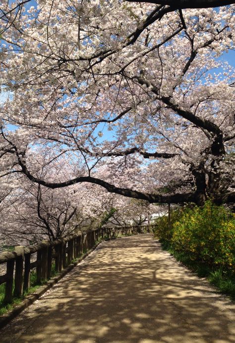 Japan, in the spring time. The cherry blossoms are amazing. I recommend yoyogi park. You can rent bikes and stay under the trees. Japanese Places, Japan Park, Seoul Korea Travel, Japan Cherry Blossom, Yoyogi Park, Sakura Tree, Nice Places, Blossom Tree, Korea Travel