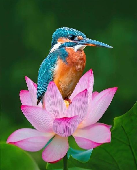 best_birds_photography - Common Kingfisher Common Kingfisher, Kingfisher Bird, Most Beautiful Birds, Bird Pictures, Exotic Birds, Pretty Birds, Colorful Birds, 가을 패션, Bird Photography