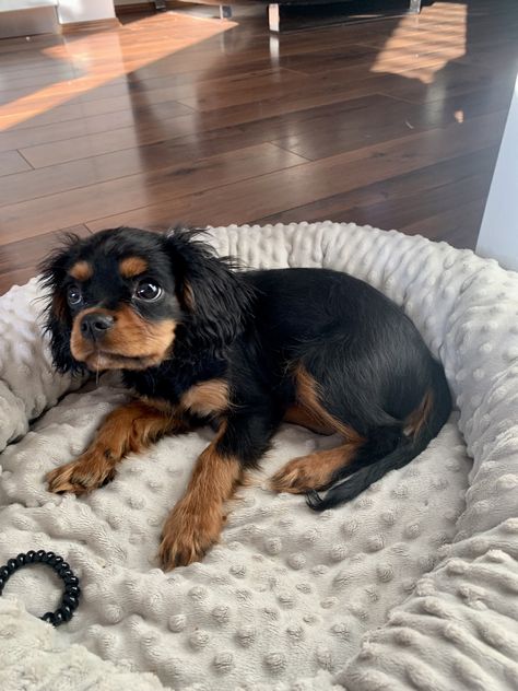 Black Cavalier King Charles Spaniel, Cavier King Charles Spaniel, Black And Tan Cavalier King Charles, Rich Dog, Cavalier King Spaniel, King Spaniel, Cavalier Dog, Cavalier Puppy, Cavalier King Charles Dog