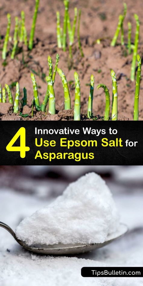 Homemade Asparagus Fertilizer - Epsom Salt for Asparagus Plants Asparagus Growing Tips, Asparagus Bed Ideas, Asparagus Growing, Asparagus Bed, Asparagus Plants, Asparagus Garden, Healthy Asparagus, Growing Asparagus, Asparagus Plant