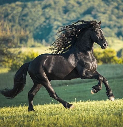 Friesian stallion. photo Carina Maiwald. Roman Chariot, Friesian Stallion, Friesian Horses, Beautiful Horses Photography, Beautiful Arabian Horses, Paint Horse, Black Stallion, Andalusian Horse, American Quarter Horse