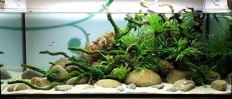 Lets see your river rock scapes! - The Planted Tank Forum Aquarium Sand, Fish Tank Terrarium, Aquarium Rocks, Diy Fish Tank, Aquascape Design, Betta Aquarium, Tropical Fish Tanks, Aquarium Terrarium, Fresh Water Fish Tank