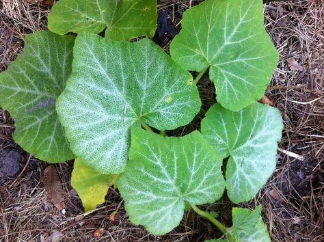 Squash Leaves, Pumpkin Leaf, Zucchini Plants, Squash Plant, Pumpkin Leaves, Acorn Squash, Fall Crafts Diy, All About Plants, Calm Down