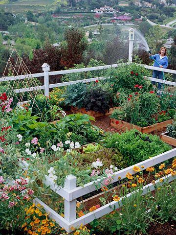 Great little compact vegetable garden with raised beds! Charming! Small Vegetable Gardens, Garden Layout Vegetable, Plants Growing, Vegetable Gardens, Modern Garden Design, Have Inspiration, The Secret Garden, Vegetable Garden Design, Vegetable Gardening