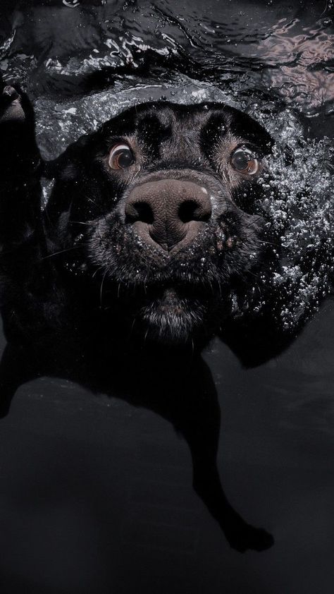 Black Dog Wallpaper Aesthetic, Dog Black Aesthetic, Black Dogs Wallpaper, Black Labrador Aesthetic, Dog Lockscreen, Boys Covering Face, Dog Wallpaper Iphone, Amoled Wallpaper, Samsung Wallpaper Android