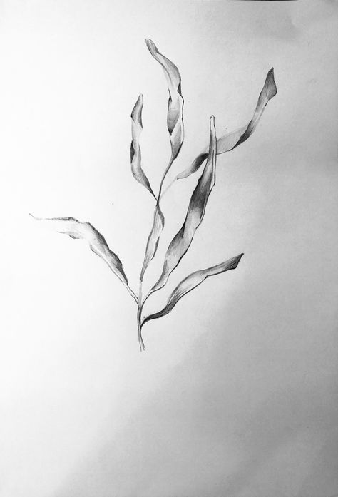 Sea Plant Tattoo, Sea Grass Tattoo, Seaweed Tattoo Design, Algae Tattoo, Dainty Doodles, Kelp Tattoo, Seaweed Tattoo, Hsc Art, Ocean Sleeve Tattoos