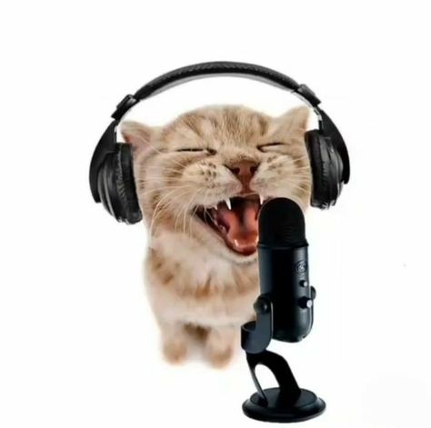 Singing Meme, Funny Cat Faces, Toro Inoue, Arte 8 Bits, Silly Cats Pictures, Cat Icon, Funny Cats And Dogs, Silly Animals, Silly Cats