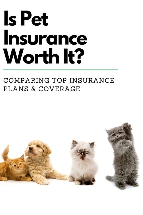 Dog Insurance, Pet Businesses, Cheap Dogs, Pet Insurance, Animals Of The World, Pet Health, Family Pet, Dog Accessories, The Basics