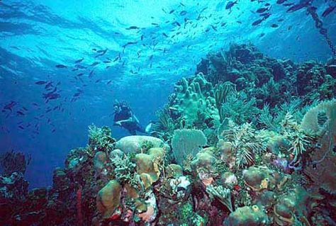 Another type of aquatic biome is the coral reef category.  Coral reefs are home to some of the most exotic aquatic creatures.  The most famous coral reef is the Great Barrier Reef off the coast of Australia Coral Installation, Solsbury Hill, Trophic Level, Coral Reef Ecosystem, Coral Bleaching, Nature Education, Tide Pool, Ocean Activities, Nautical Flags