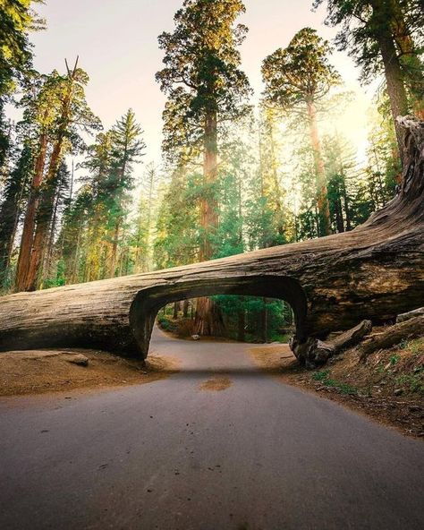 Yosemite National Park | Tunnel Log is one of the most unique attractions to visit at Sequoia National Park 🌲 | Facebook Cypress Tree Tunnel, Red Woods, Muir Woods National Monument, Giant Sequoia Trees, Sequoia Tree, Yosemite Falls, Mammoth Lakes, Pismo Beach, Beach Boardwalk