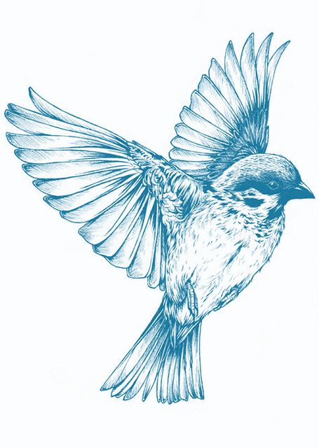 Free Image on Pixabay - Bird, Blue, Drawing, Spring, Wing White Bird Tattoos, Swallow Bird Tattoos, Bluebird Tattoo, Fly Drawing, Black Bird Tattoo, Flying Bird Tattoo, Tattoo Bird, Flying Tattoo, Blue Drawings