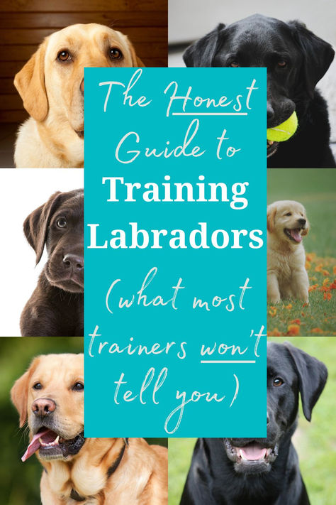 Looking for labrador training advice? I'm diving into everything you need to know about training labradors in this realistic & honest labrador training guide. Head to the article to learn labrador training tips that you won't find in most articles on training a labrador. | Best Mate Dog Training | Online Dog Training Course | New Zealand & Australia | Dog training without treats | Balanced dog training | labrador training | Training A Labrador Puppy, Lab Puppy Training Tips, Training A Lab Puppy, Lab Puppy Training, Labrador Puppy Training, Labrador Training, Lab Training, Labrador Retriever Training, High On Life