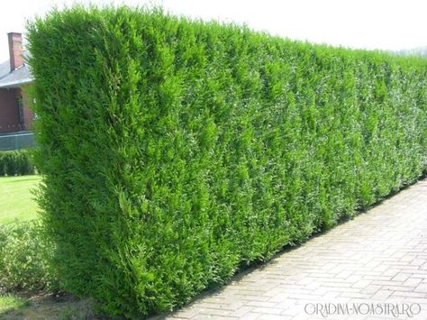 Arborvitae for privacy Cedar Hedge, Agapanthus Plant, Salvia Plants, Thuja Green Giant, Thuja Plicata, Fast Growing Hedge, Hibiscus Tree, Fast Growing Evergreens, Evergreen Hedge