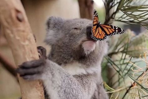 Koala Aesthetic, If I Was A, Animals Cute, Koala Bear, Koala