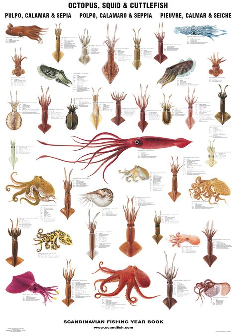 Fish Chart, Octopus Squid, Fauna Marina, Giant Squid, Octopus Art, Scientific Illustration, Calamari, Marine Animals, Ocean Creatures