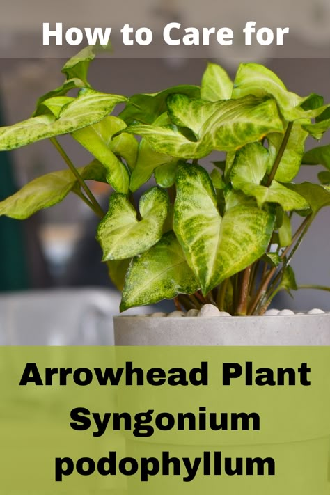 Arrowhead Plant or Syngonium podophyllum is also known by a variety of names, including, Nephthytis, Pink Arrowhead Vine, Pink African Evergreen, Pink Syngonium, and Arrowhead Ivy. Syngonium is an easy to care for plant that is well adapted to indoor environments. Its common name, Arrowhead Plant, is derived from the spade-like shape of its leaves. Native to the tropical rainforests in Central and South African and is a fabulous low-light houseplant. Nephthytis Plant Care, Nephthytis Plant, Vine Plants Indoor Decor, Syngonium Plant Care, Arrowhead Plant Varieties, Arrow Plant Care, Syngonium Care, Arrow Plant, Syngonium Podophyllum