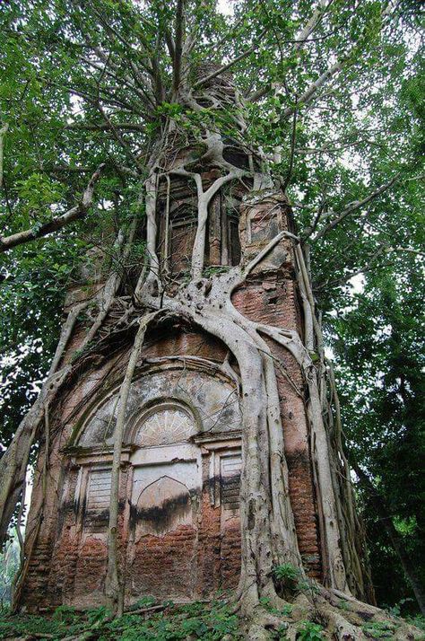 Tree growing around an abandoned building. Location unknown. Weird Trees, Abandoned House, Abandoned Mansions, Unique Trees, Old Building, Abandoned Buildings, Growing Tree, Abandoned Houses, Beautiful Tree