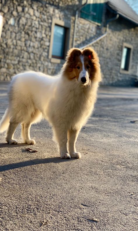 Rough collie light and shadow Pastor Collie, Rough Collies, Smooth Collie, Dog House Diy, Rough Collie, Border Collies, Collie Dog, House Diy, Dog House