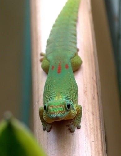 Cool Lizards, Cool Reptiles, Herpetology Aesthetic, Rare Reptiles, Cute Lizards, Baby Lizard, Tegu Lizard, Cute Lizard, Cute Reptiles