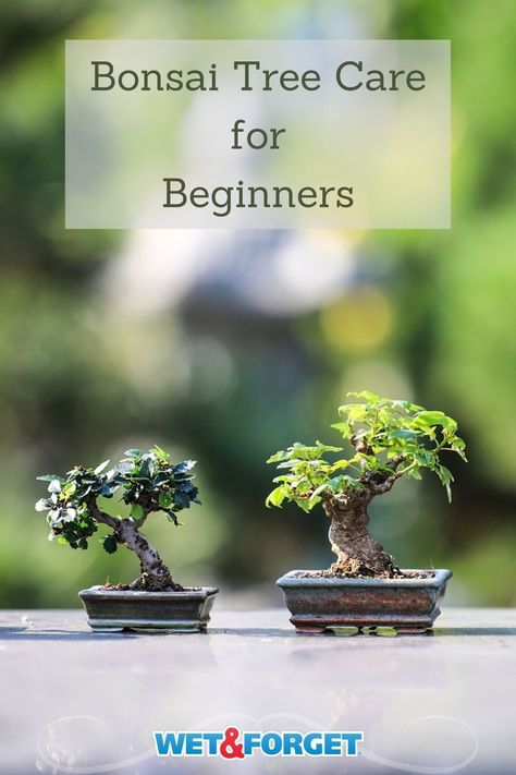 Learn how to keep your bonsai tree thriving with our top tips! Magic Garden Aesthetic, Bonsai For Beginners, Ficus Ginseng Bonsai, Garden Design Home, How To Grow Bonsai, Garden Bonsai Tree, Home Gardening Ideas, Bonsai Diy, Bonsai Making