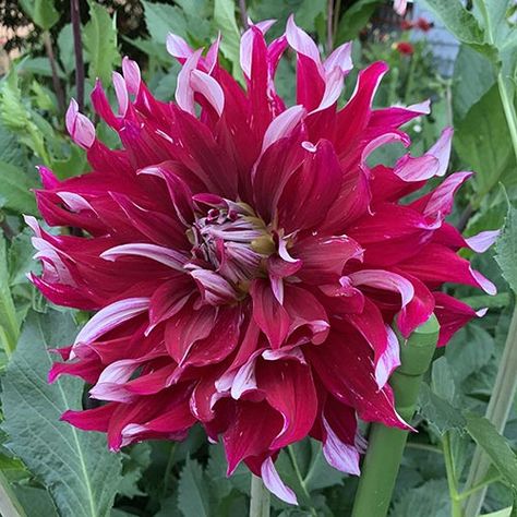 Big Dahlias: My Hero Giant Dahlia Tubers Giant Dahlia, Dahlia Tubers, Dahlia Flower, Dahlia, Planting, Purple, Plants, Flowers, For Sale