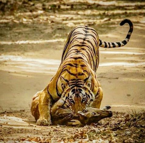 Tiger In The Jungle, Animals Hunting, Sumatran Tiger, Tiger Pictures, Wild Animals Pictures, Cat Reference, Animal Study, Cat Pose, Pretty Animals