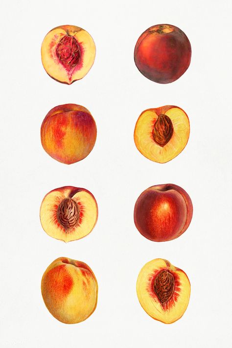 Detailed hand drawn fresh peach set | premium image by rawpixel.com / nap Kitchen Painting Art, Smart Drawing, Peach Seed, Peach Tattoo, Peach Vintage, Kitchen Artwork, Fresh Peaches, Watercolor Fruit, Image Ideas