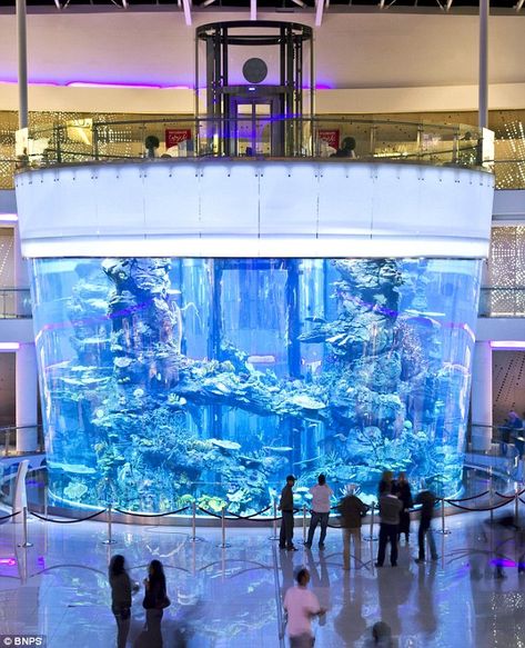 World's biggest cone-shaped fish tank in Casablanca's Morocco Mall. Big Fish Tanks, Morocco Mall, Big Aquarium, Amazing Aquariums, Cool Fish Tanks, Saltwater Fish Tanks, Marine Tank, Aquarium Terrarium, Glass Aquarium